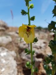 Verbascum creticum