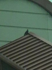 Columba livia domestica