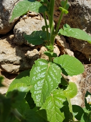 Verbascum creticum