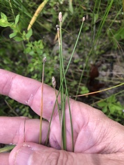Eleocharis montevidensis