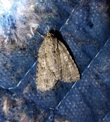 Acronicta immodica