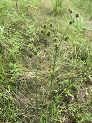 Juncus validus