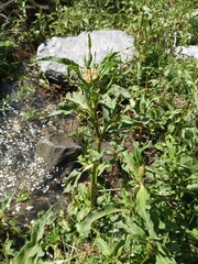 Koenigia alpina