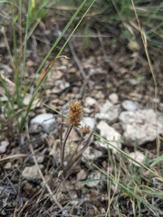 Plantago helleri