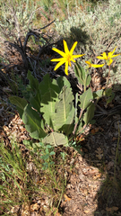 Wyethia arizonica