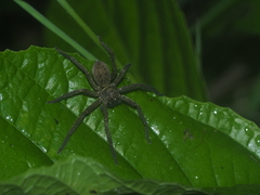 Heteropoda martinae