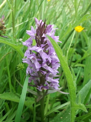 Dactylorhiza praetermissa