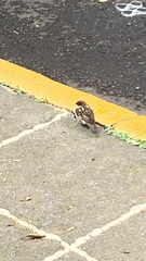 Passer domesticus