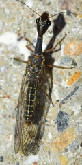 Harraphidia laufferi