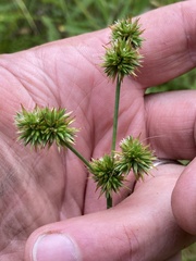 Juncus validus