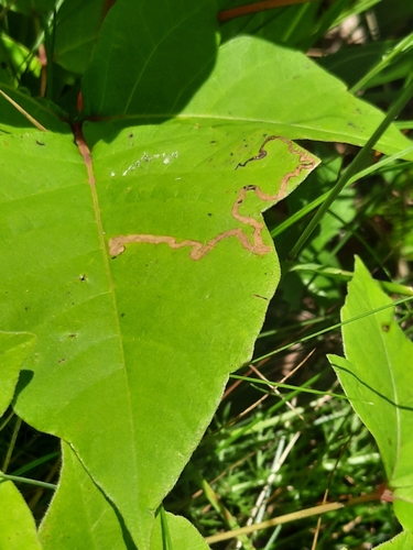 Stigmella prunifoliella group photo 2