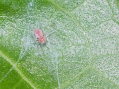 Anaxibia pictithorax