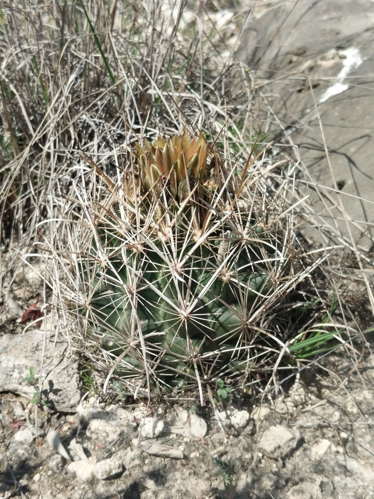 shorthook fishhook cactus