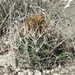 Shorthook Fishhook Cactus - Photo (c) Shaun M. McCoshum, some rights reserved (CC BY-NC), uploaded by Shaun M. McCoshum