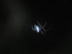 Argyrodes argentatus