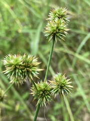 Juncus validus