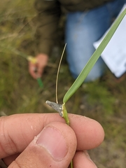 Atkinsonella texensis