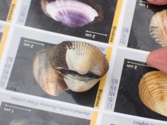Tegillarca granosa