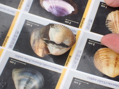 Tegillarca granosa