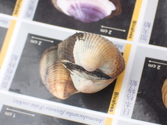 Tegillarca granosa