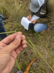 Atkinsonella texensis