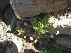 Saxifraga pentadactylis