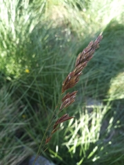 Festuca paniculata