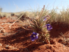 Aptosimum spinescens