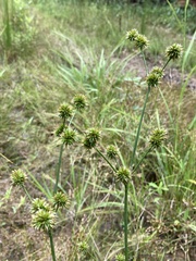 Juncus validus