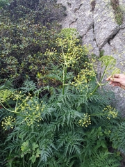 Molopospermum peloponnesiacum