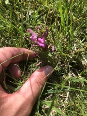 Pedicularis sylvatica