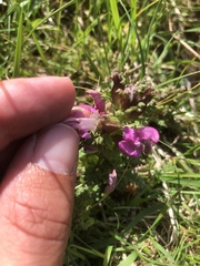 Pedicularis sylvatica