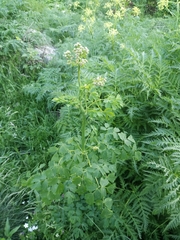 Thalictrum aquilegiifolium