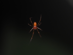 Theridion zonulatum