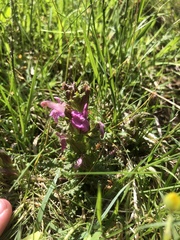 Pedicularis sylvatica