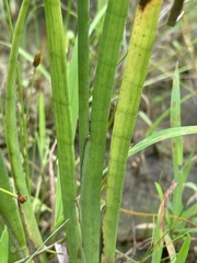 Juncus validus