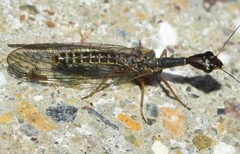 Harraphidia laufferi