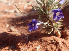 Aptosimum spinescens