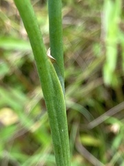 Juncus validus