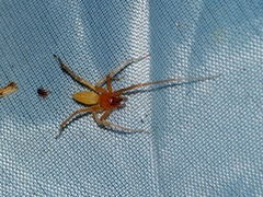 Cheiracanthium daquilium