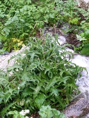 Cirsium rivulare