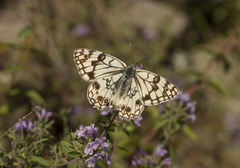 Melanargia