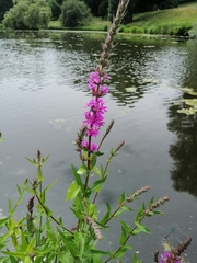 Lythrum salicaria