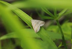 Colobochyla salicalis