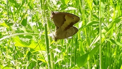 Maniola jurtina