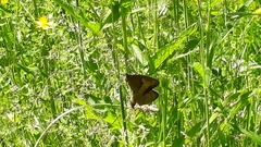 Maniola jurtina