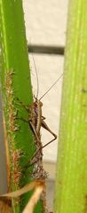 Pholidoptera griseoaptera