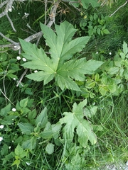 Heracleum sphondylium pyrenaicum