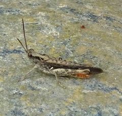 Chorthippus brunneus