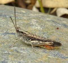 Chorthippus brunneus